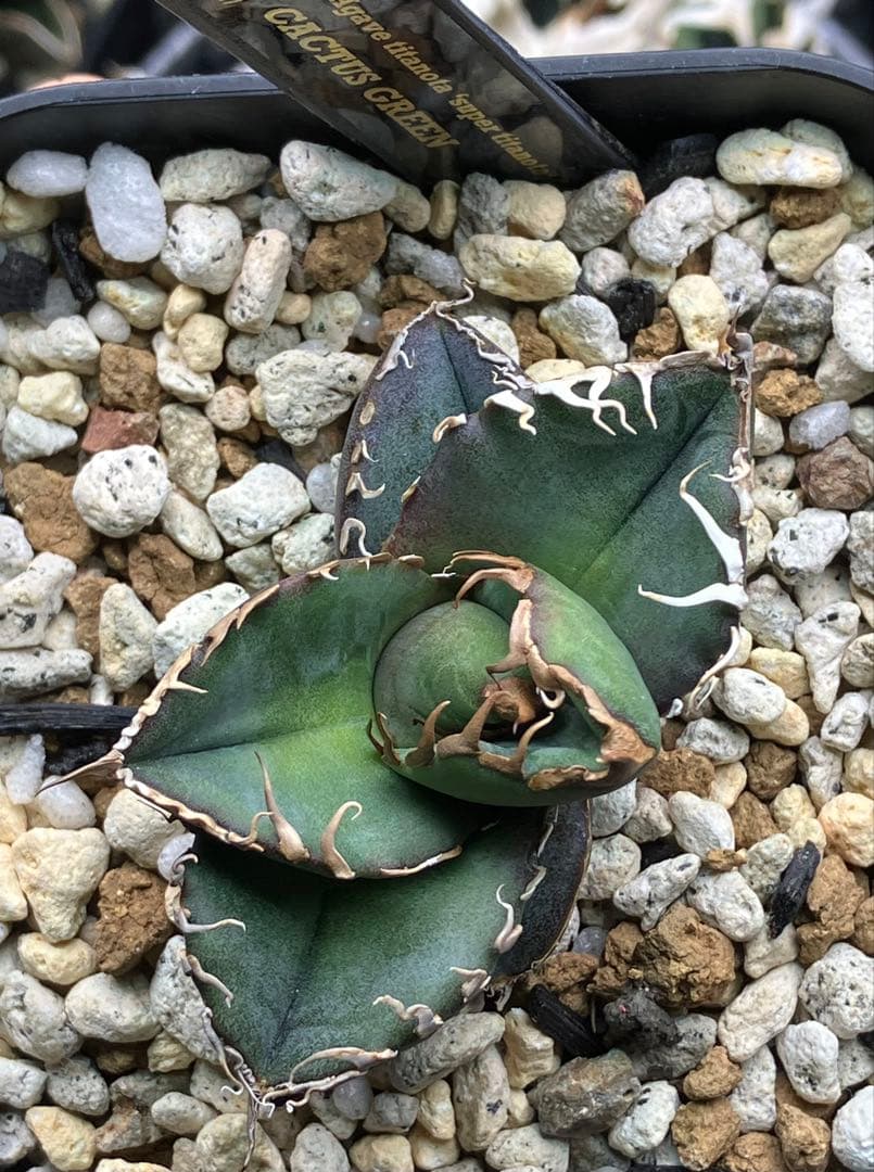 【とら】アガベ 正規スーパーチタノタCACTUS GREEN産　OC子株