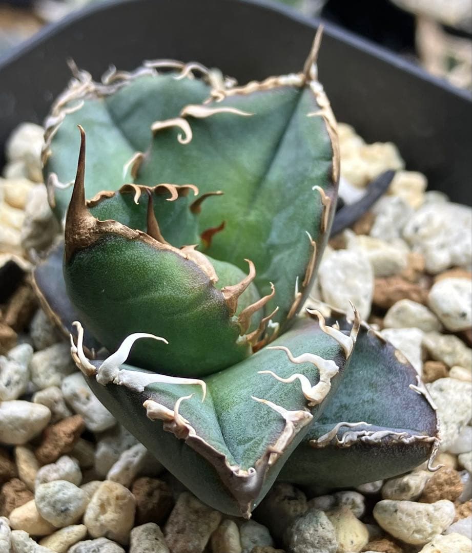 【とら】アガベ 正規スーパーチタノタCACTUS GREEN産　OC子株