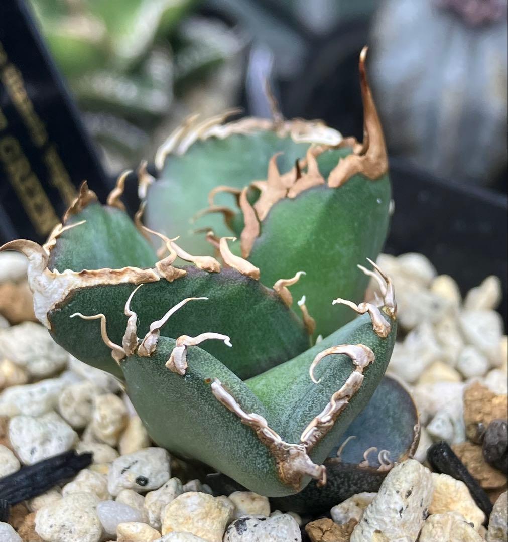【とら】アガベ 正規スーパーチタノタCACTUS GREEN産　OC子株