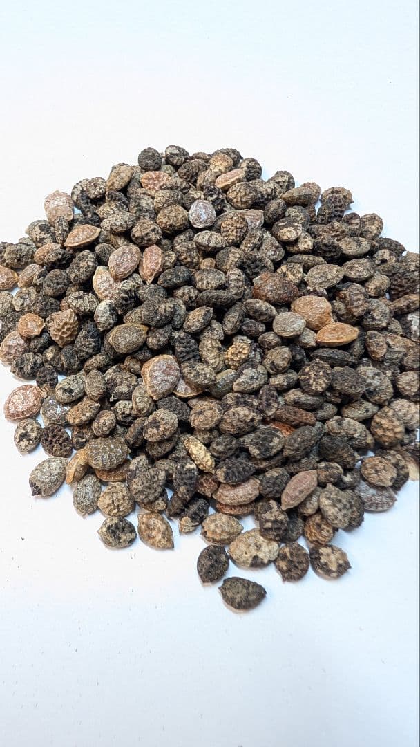 1月新着種子 アデニア ペチュエリー Adenia pechuelii 10粒