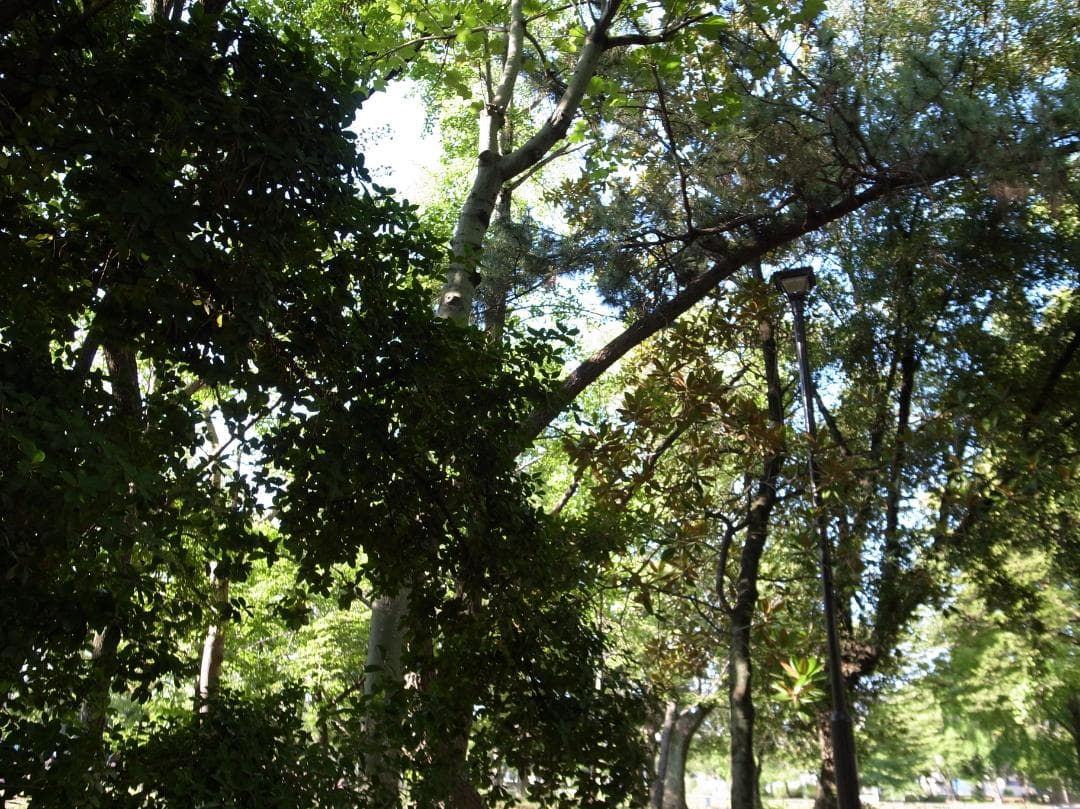 ✨ショット数1778回✨スマホ転送キット✨GR DIGITAL III　542