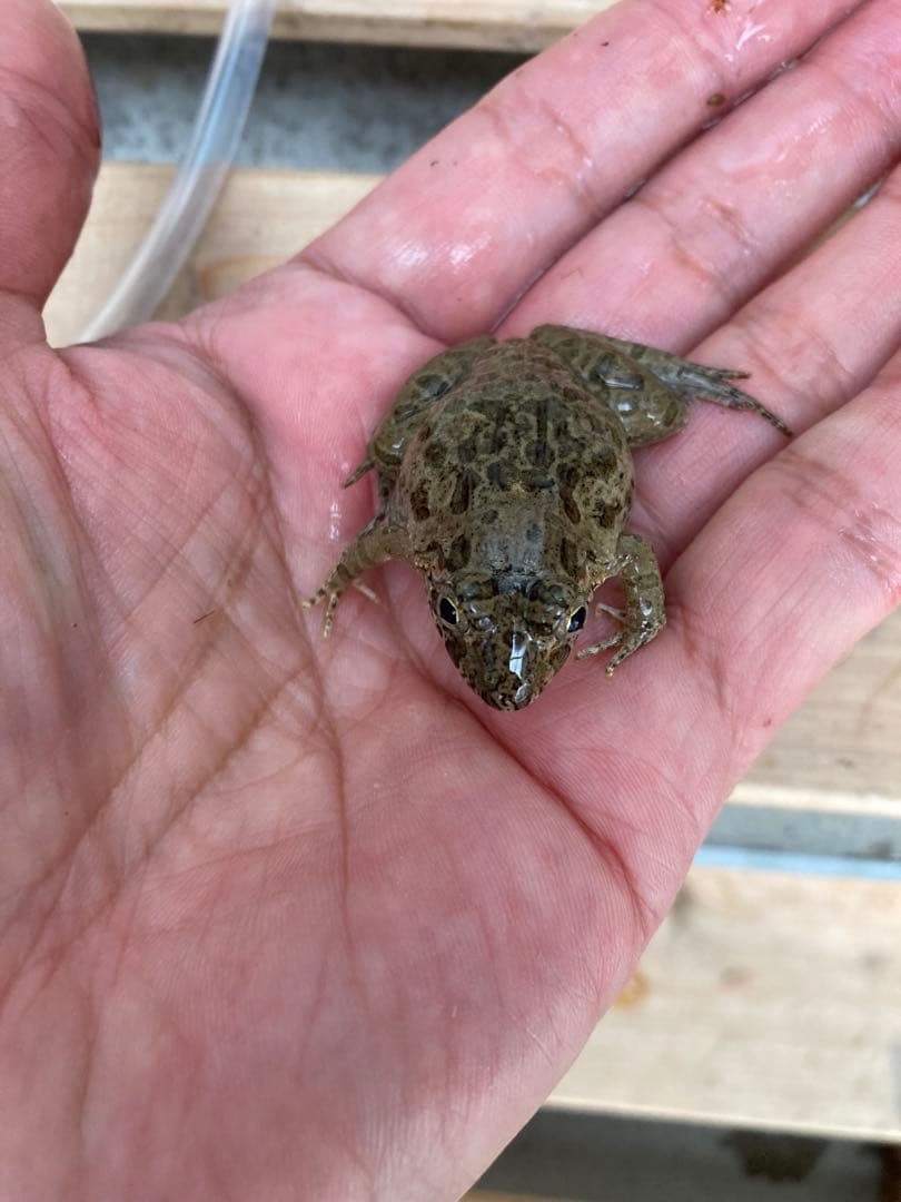 冷凍カエル【S・200匹】餌用カエル 約2.5〜3cm ヌマガエル 餌 自家繁殖