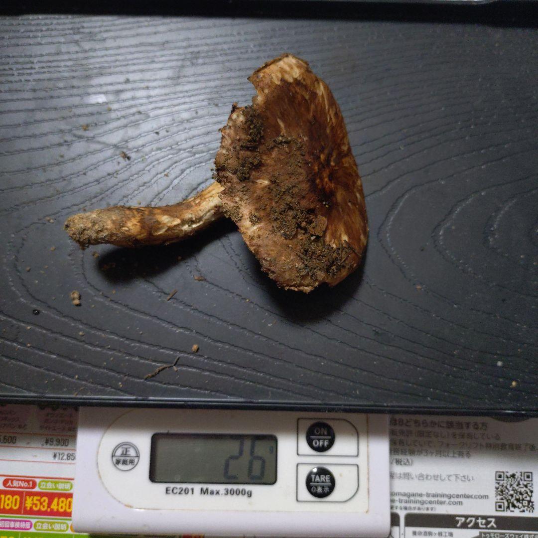 長野県　南信州産　松茸　207g