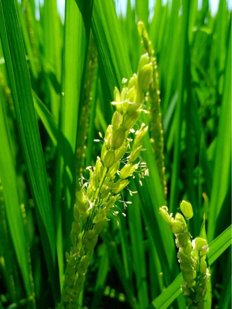 送料込み！令和7年9月新米ひとめぼれ　埼玉県熊谷産　専業農家　白米10キロ　中米