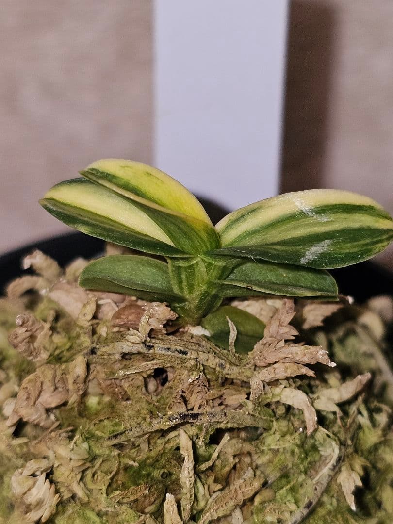 富貴蘭　青軸無双丸