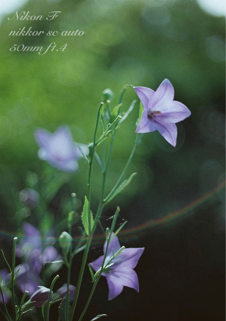 Choiさま専用★(値引きノークレーム)完動品＊美品★nikon f