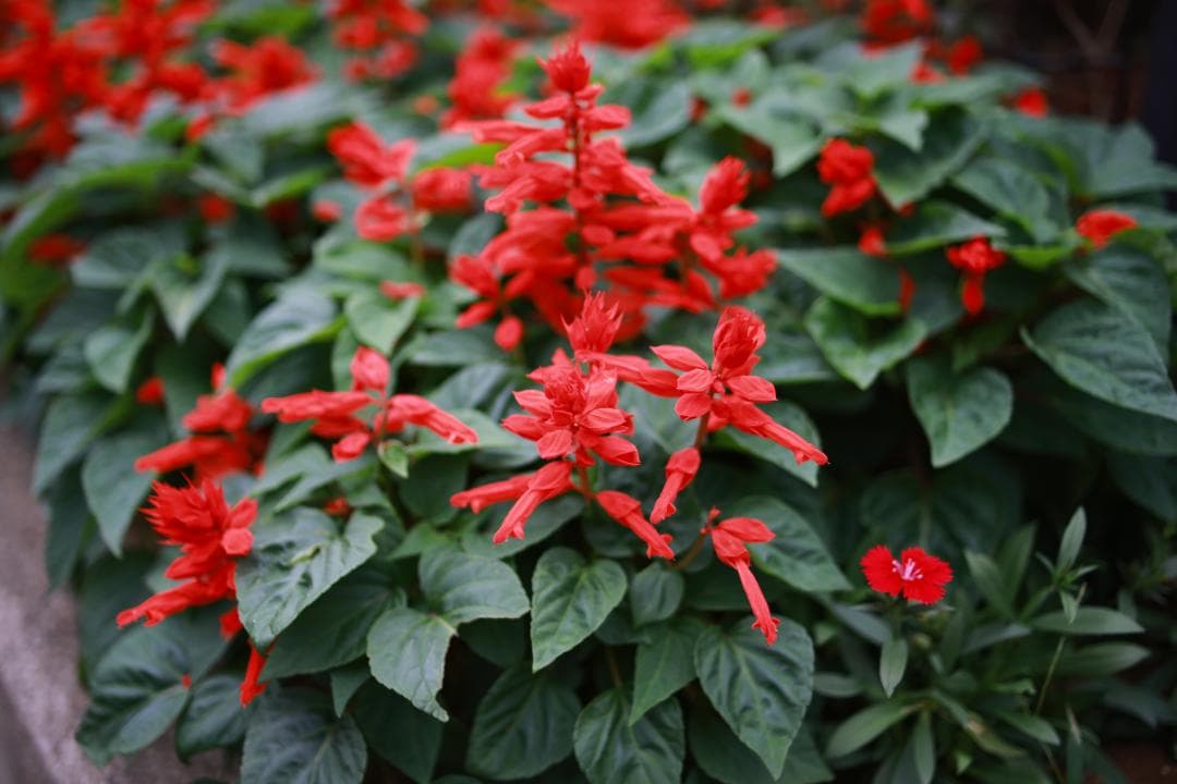 Carl Zeiss CP.2 35mm T2.1 EFマウントシネマレンズ