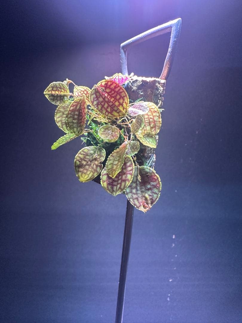 lepanthes calodictyon人気種 レパンテス原種洋蘭