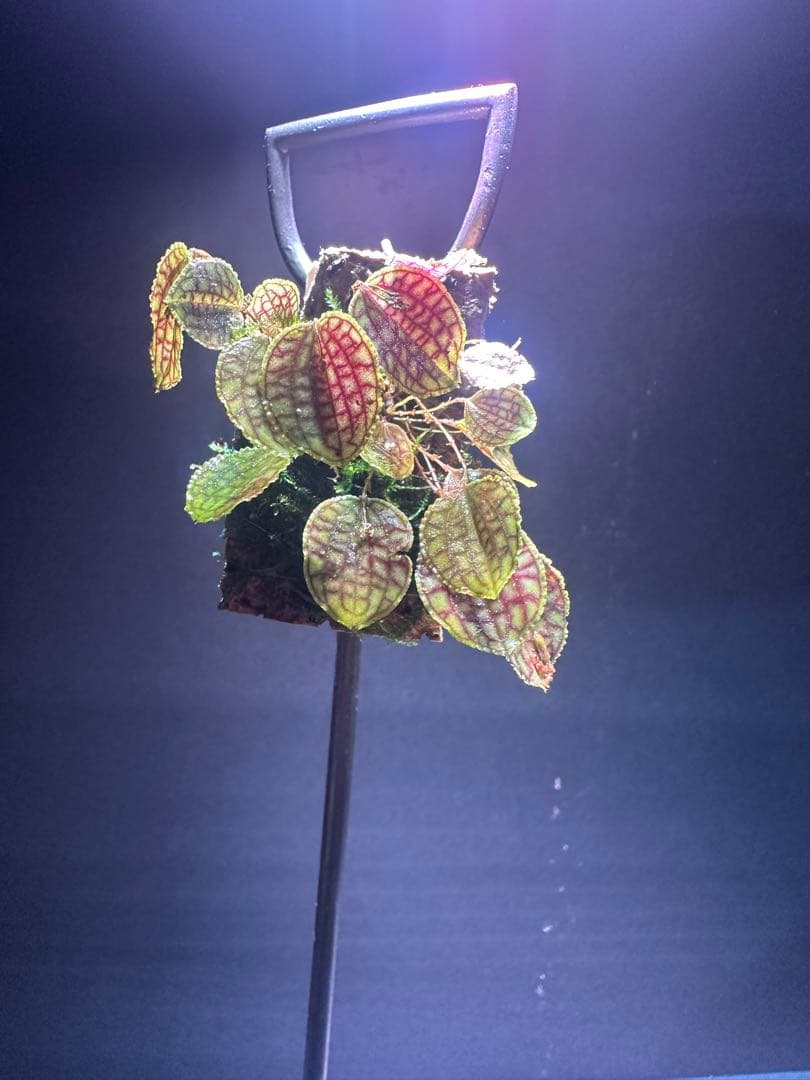 lepanthes calodictyon人気種 レパンテス原種洋蘭