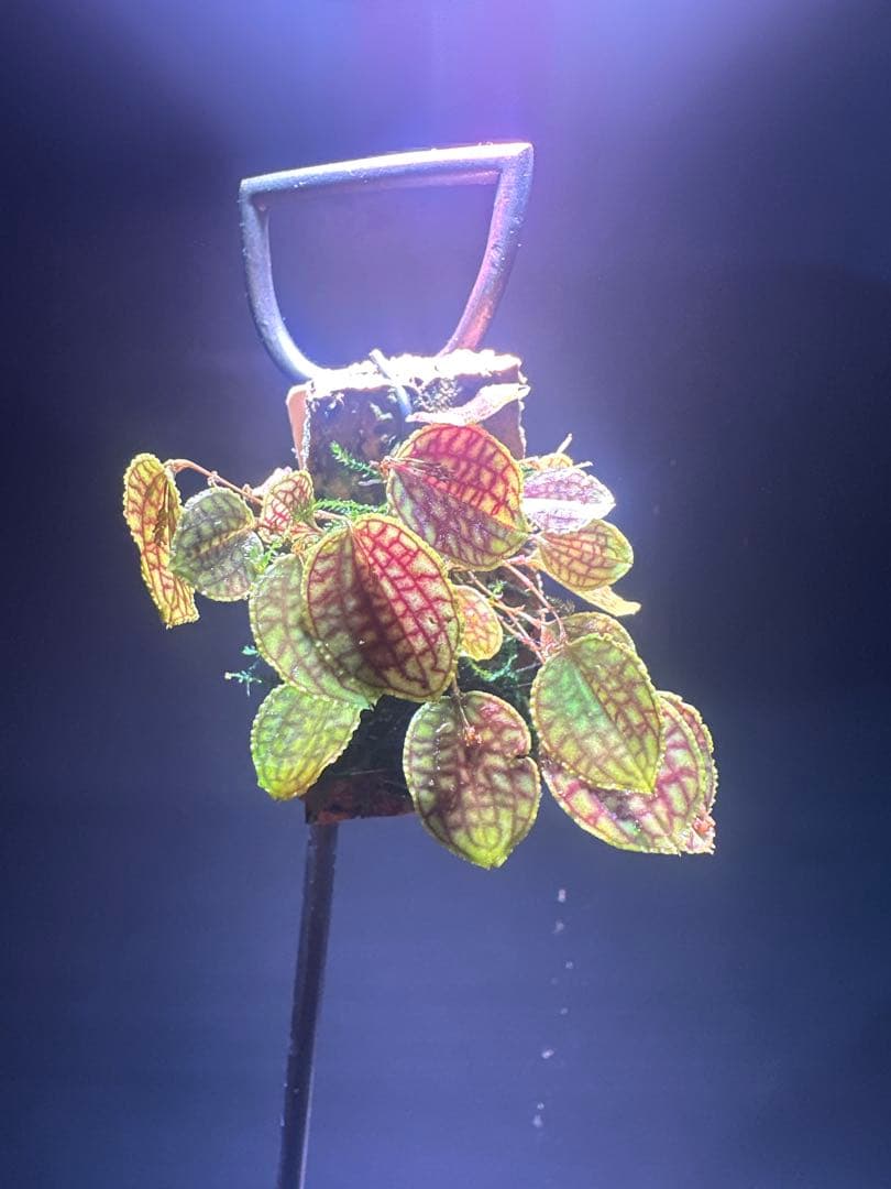 lepanthes calodictyon人気種 レパンテス原種洋蘭