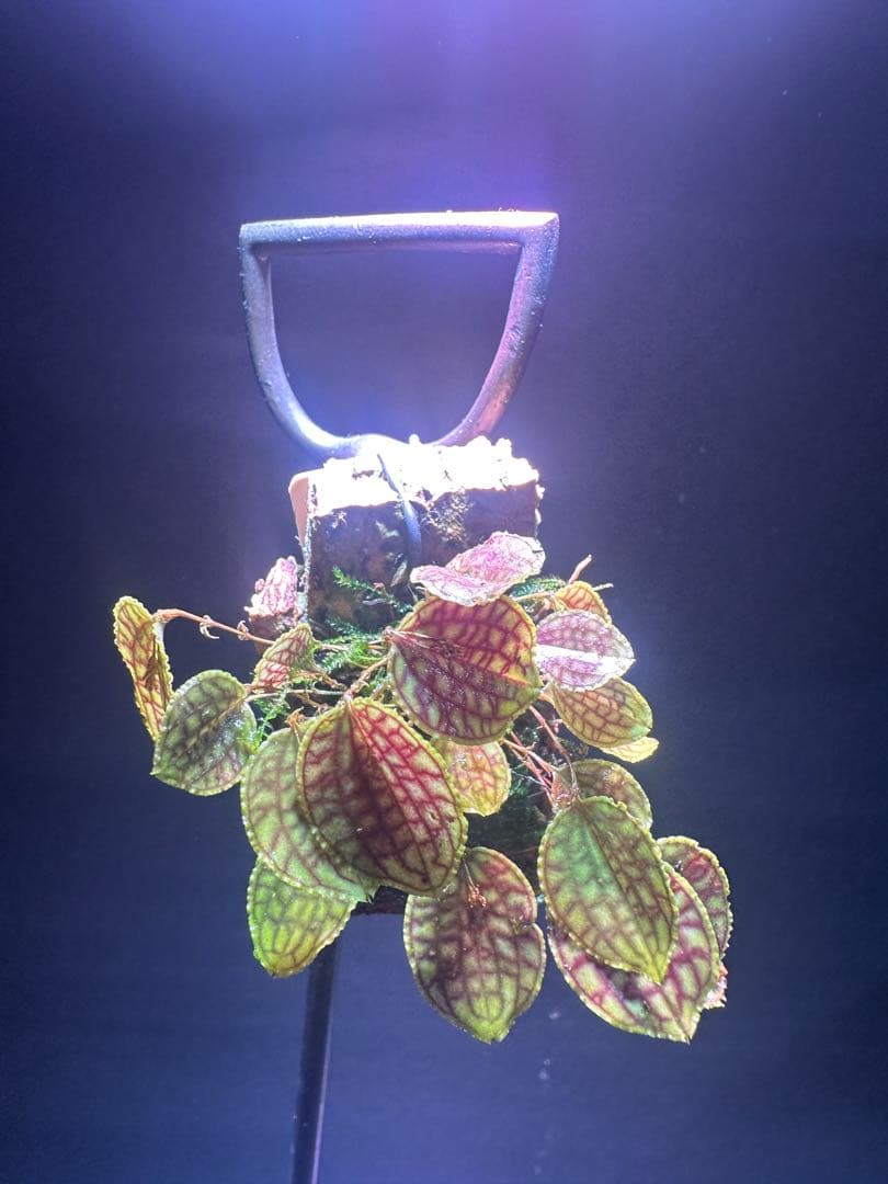 lepanthes calodictyon人気種 レパンテス原種洋蘭