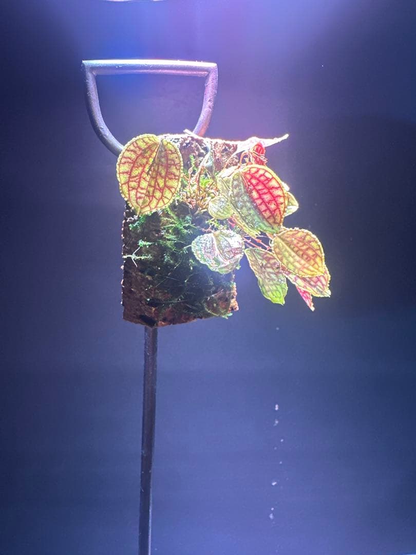 lepanthes calodictyon人気種 レパンテス原種洋蘭