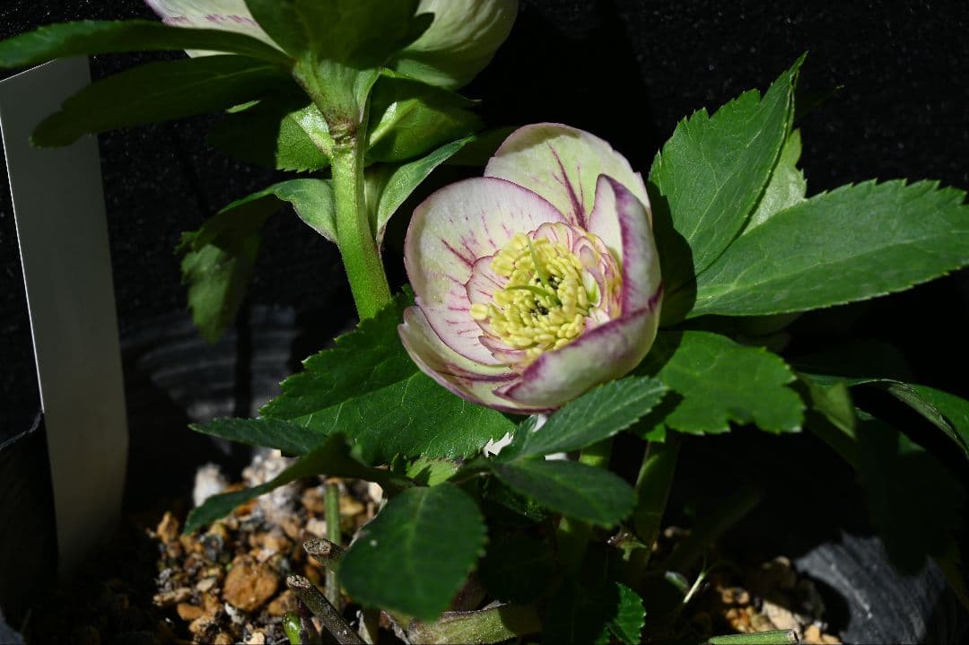 クリスマスローズ　認定プリマヴェーラ　sd多弁 加藤農園