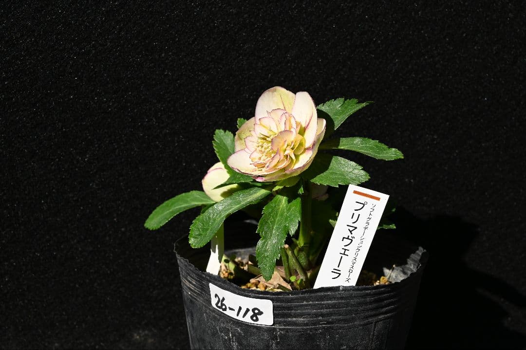 クリスマスローズ　認定プリマヴェーラ　sd多弁 加藤農園