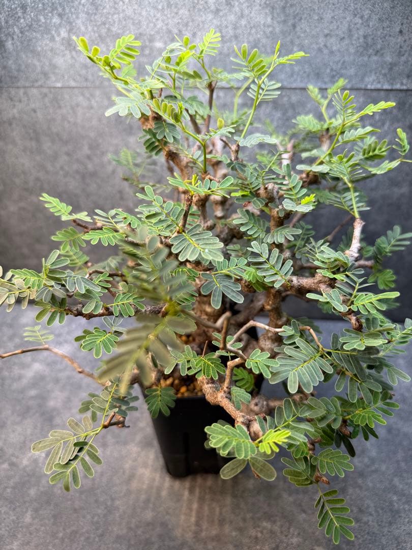 センナ　メリディオナリス　海外実生　発根済み　424