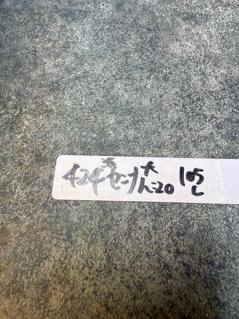 センナ　メリディオナリス　海外実生　発根済み　424