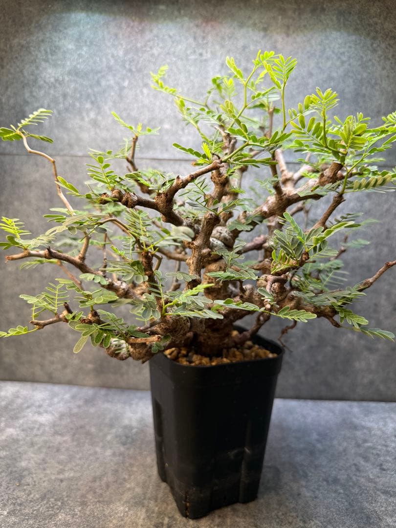 センナ　メリディオナリス　海外実生　発根済み　424