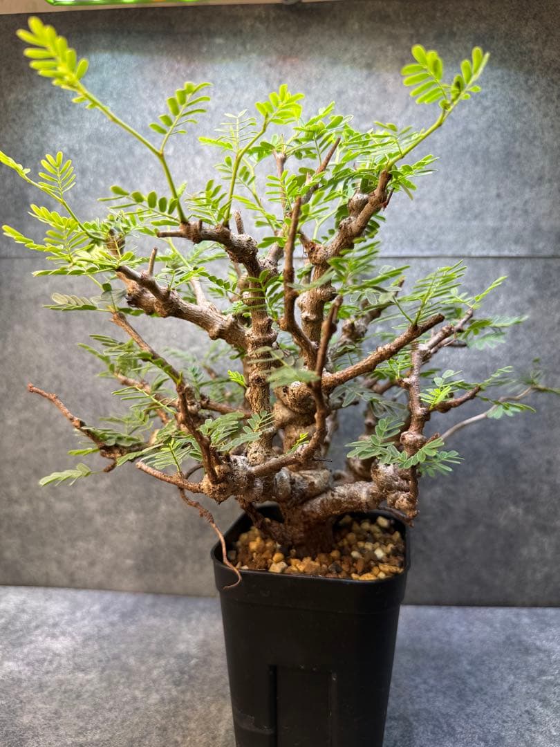 センナ　メリディオナリス　海外実生　発根済み　424