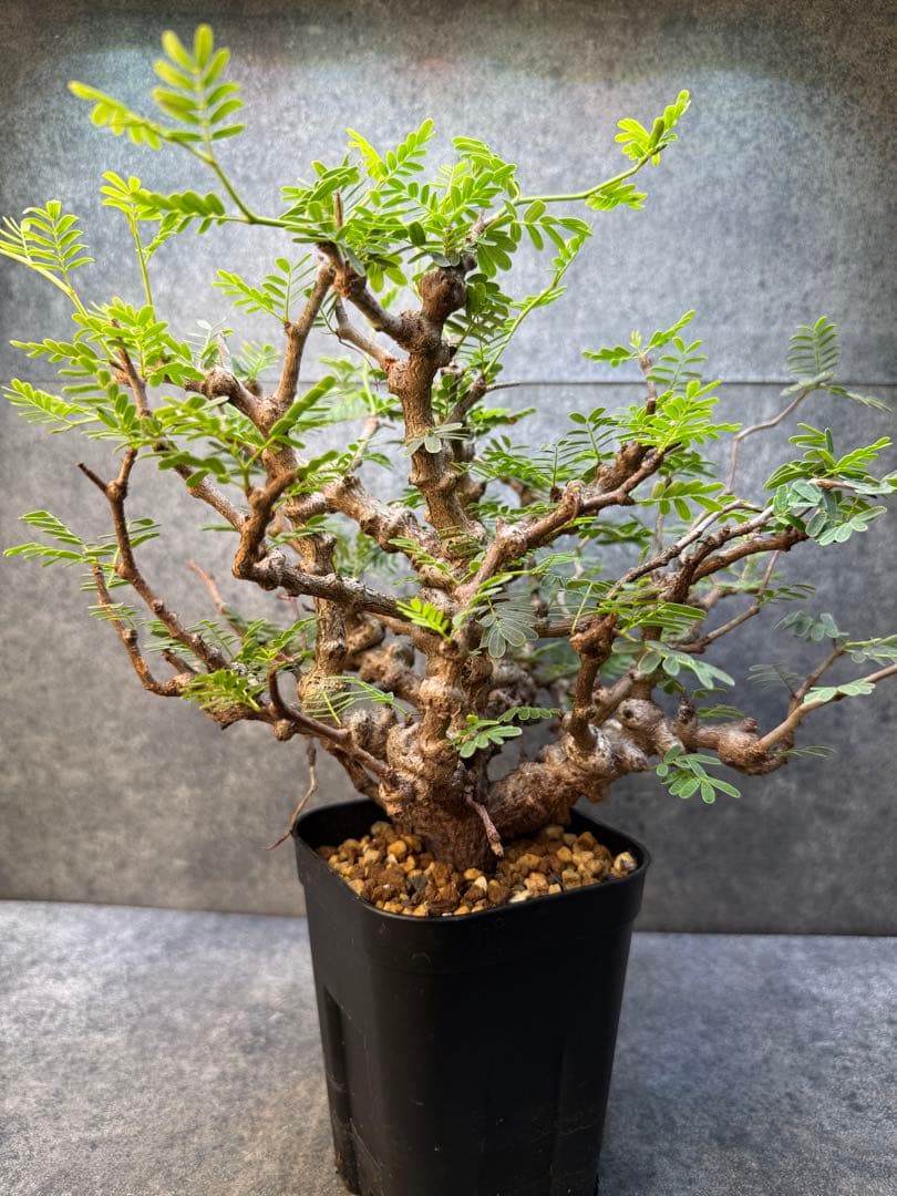 センナ　メリディオナリス　海外実生　発根済み　424