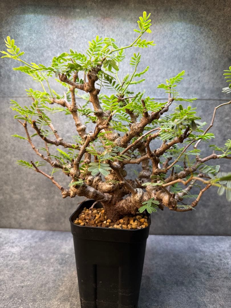 センナ　メリディオナリス　海外実生　発根済み　424