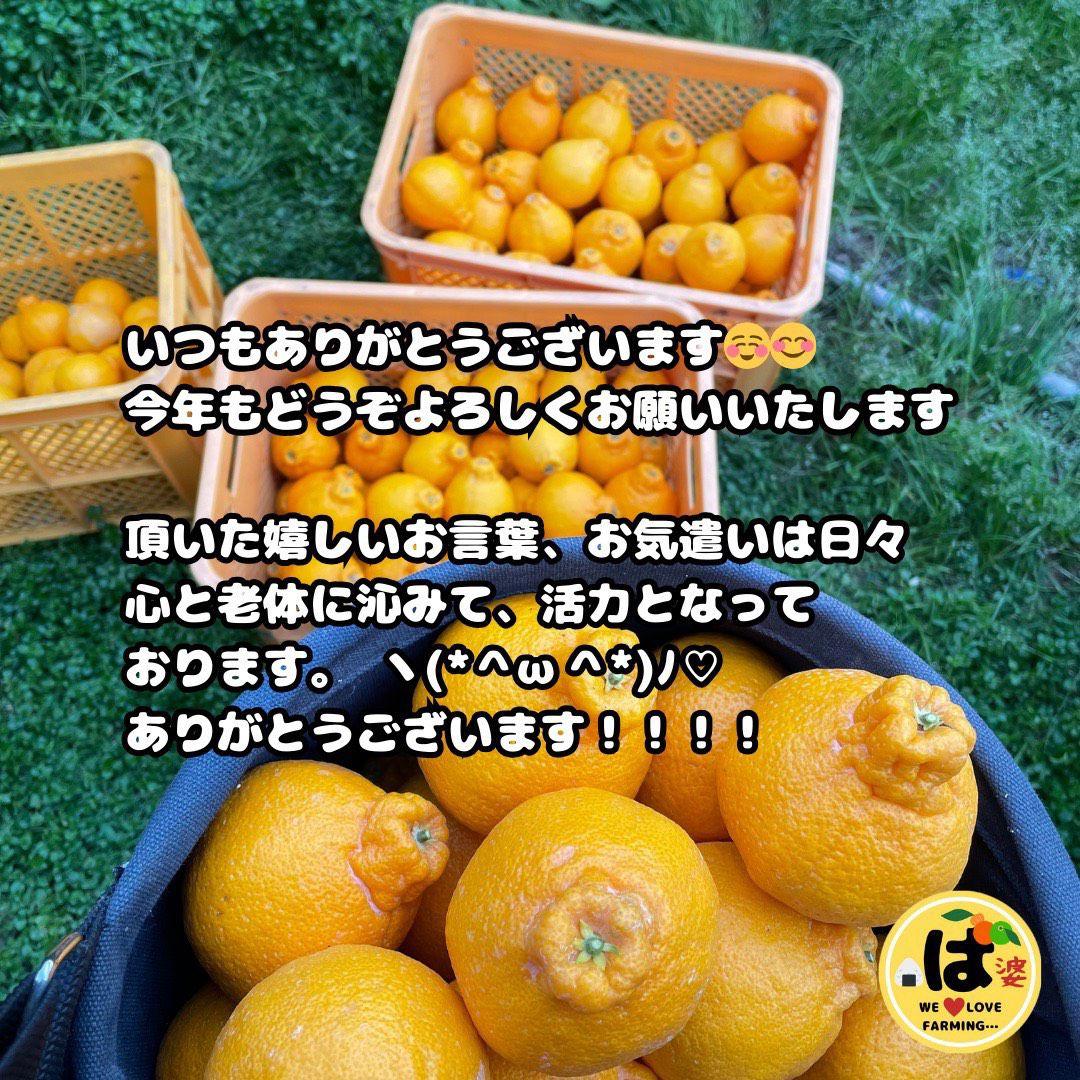 ※確認用　家庭用　大玉MIX箱込み4.5kg以上【露地栽培　不知火　デコポン】