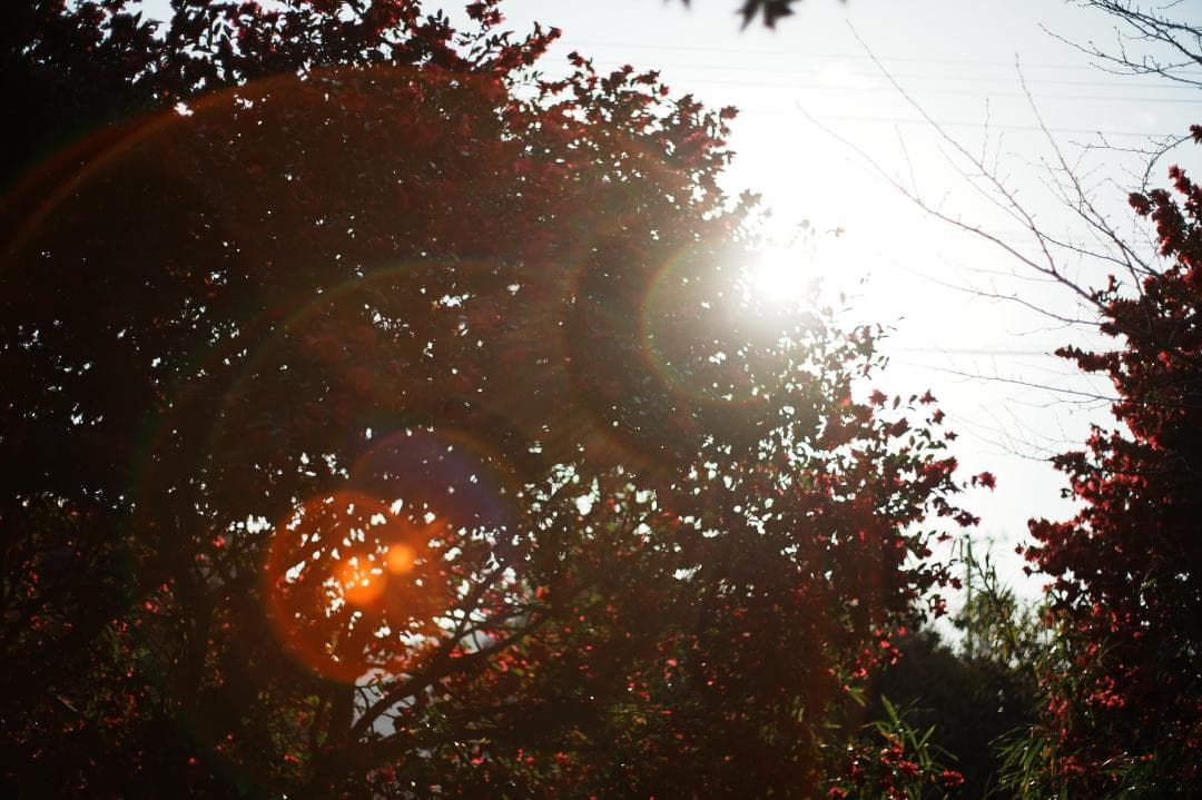 【希少・整備＆テスト済】FUJINON 50mm F1.4 M42 715