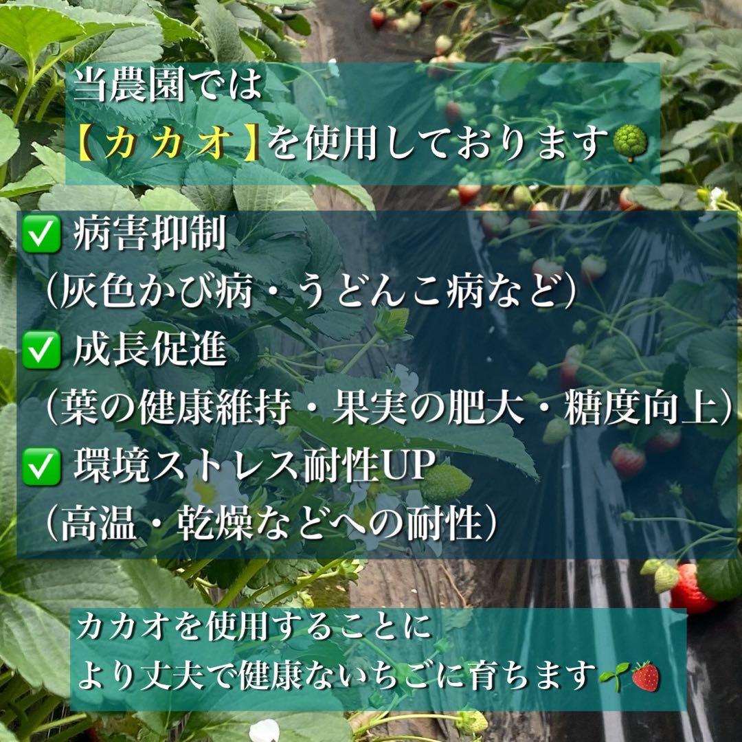 三田村さま専用　とちあいか いちご 4箱
