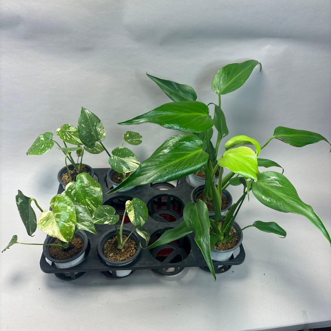 s*s様 a17モンステラ・タイコンステレーション5株➕バールマルクスフレーム3