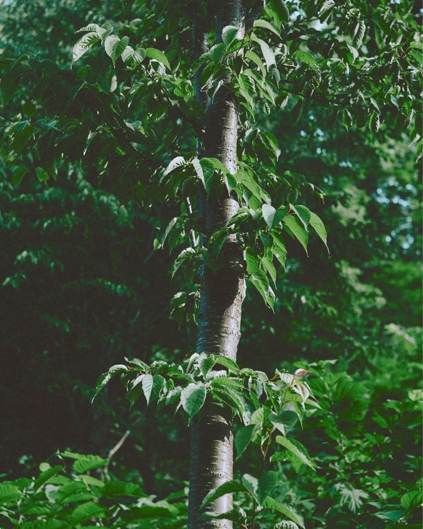 レンズ(単焦点) Minolta M-ROKKOR QF 40mm F2