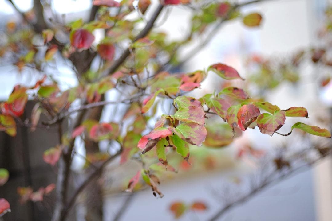 人気！超美品★LEICA SUMMICRON-R 50mm F2 l39変換付き