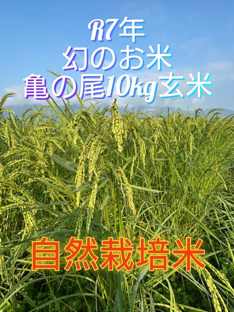 2 令和7年 自然栽培米 亀の尾10kg玄米