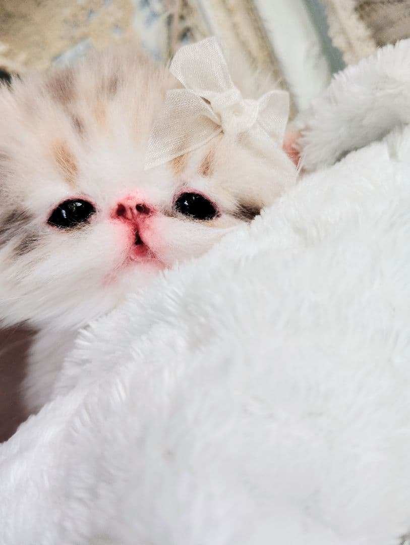 ベビー子猫♡お腹ぽっこりちゃん♡アートドール♡ぬいぐるみ♡