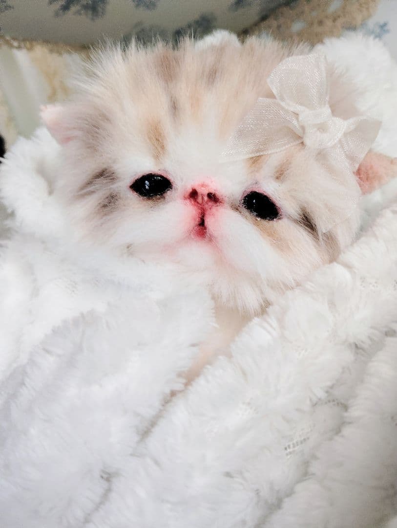 ベビー子猫♡お腹ぽっこりちゃん♡アートドール♡ぬいぐるみ♡