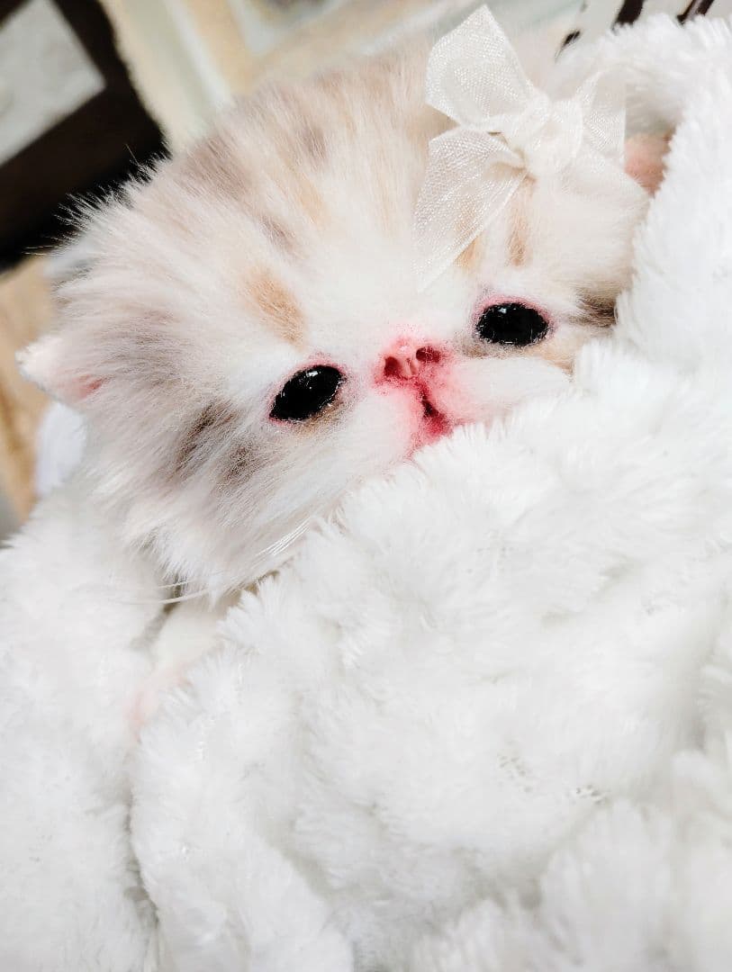 ベビー子猫♡お腹ぽっこりちゃん♡アートドール♡ぬいぐるみ♡