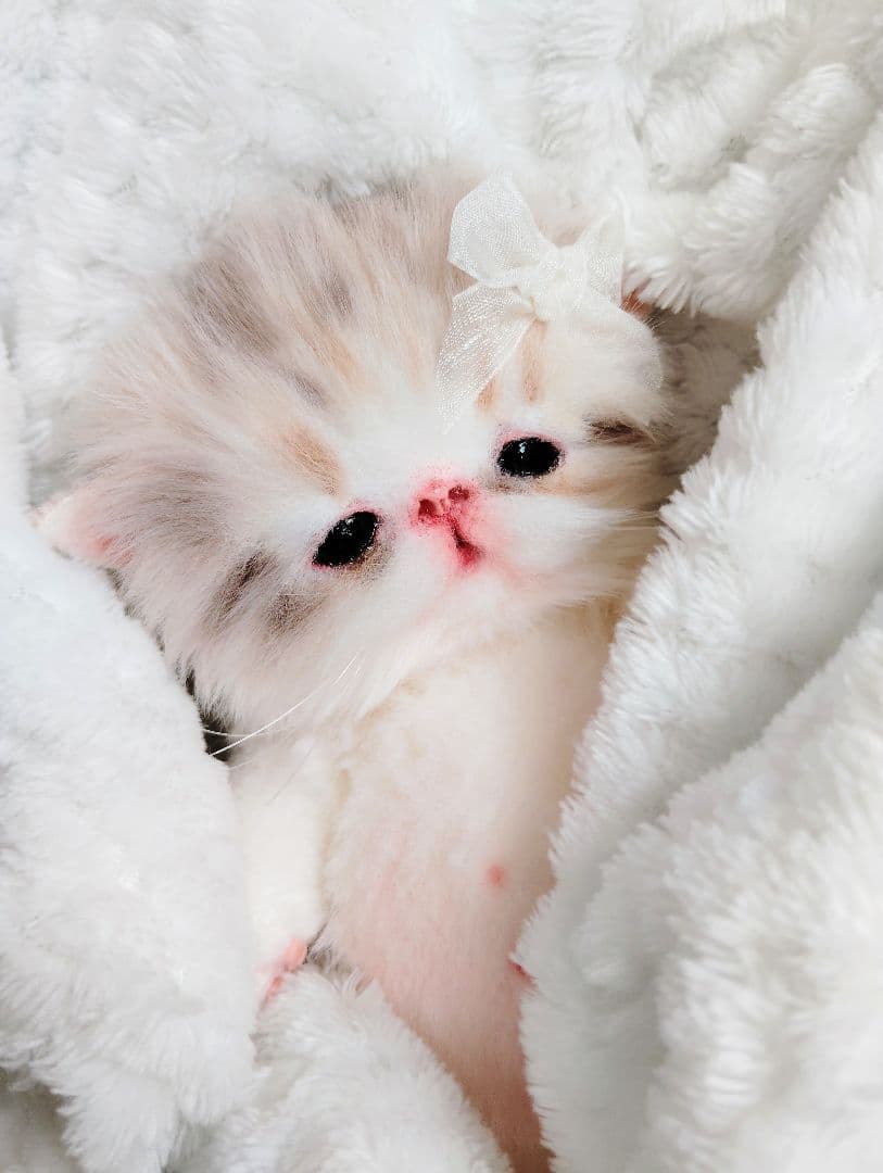 ベビー子猫♡お腹ぽっこりちゃん♡アートドール♡ぬいぐるみ♡