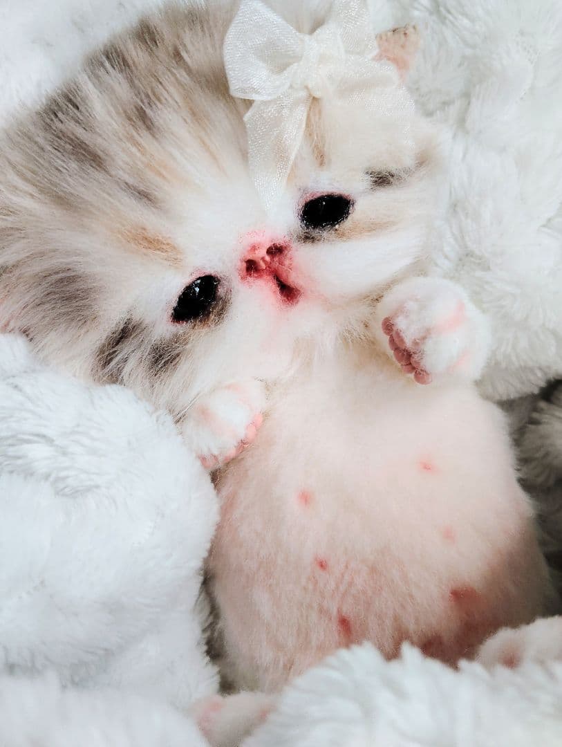 ベビー子猫♡お腹ぽっこりちゃん♡アートドール♡ぬいぐるみ♡