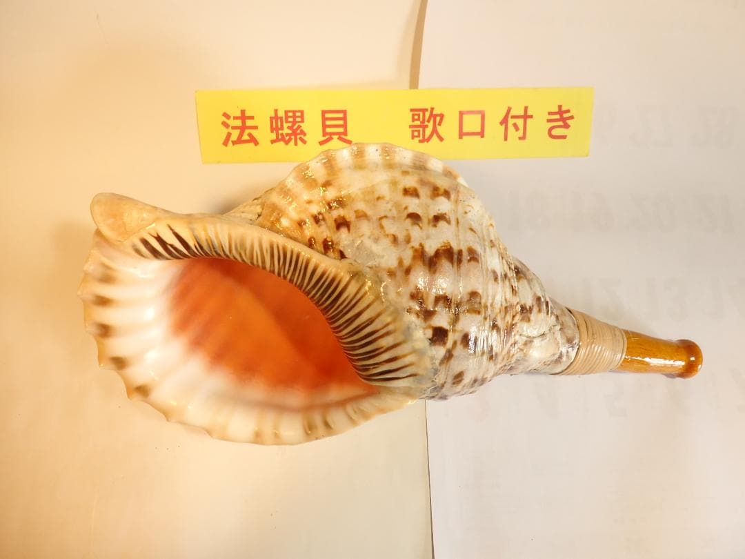 法螺貝 約40㎝ 木製歌口,新品 MH-469