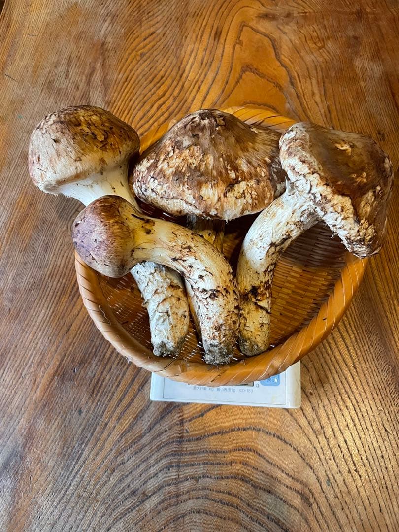 先程採れたて　お得‼️南信州松茸極上ツボミ　開き　512g