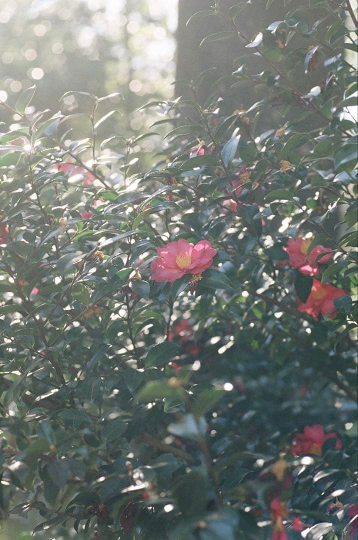 135フィルムバック　MAMIYA 645 super用