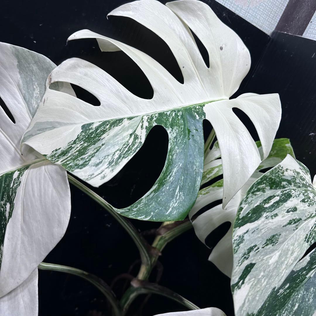 草*ん様 斑入りモンステラ ホワイトタイガー極美大株67cm白斑多