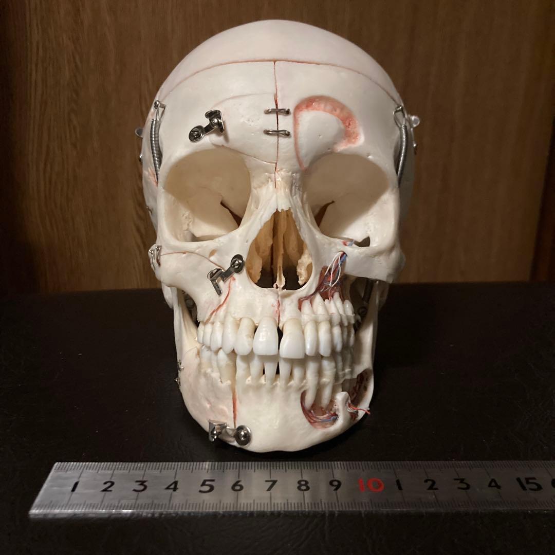 頭蓋骨　模型　解剖学
