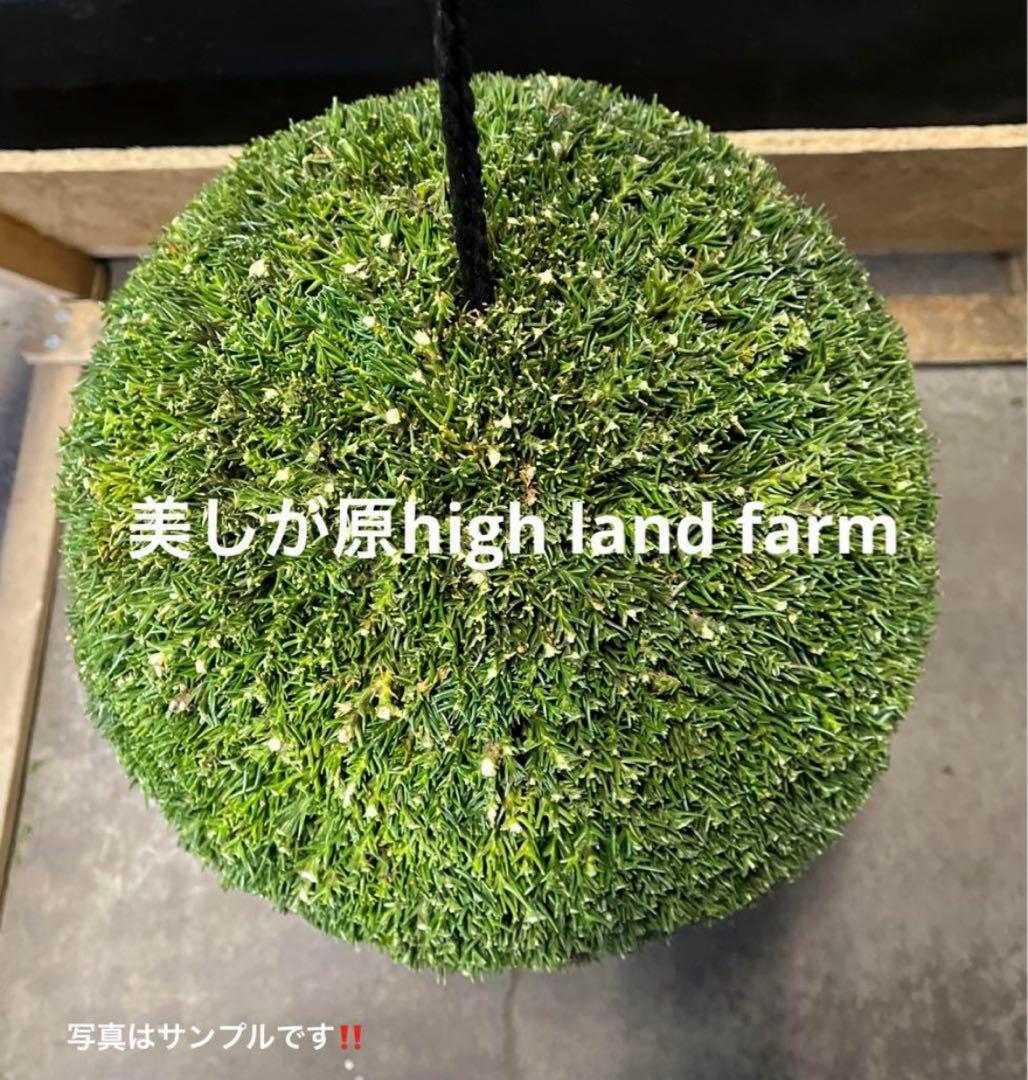 杉玉　約30㎝‼️縁起物　丸くて幸せ　家族円満♪