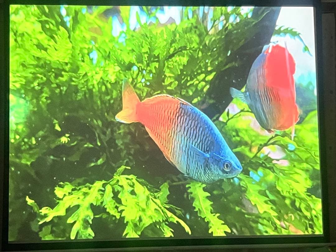 MAGCUBIC L018プロジェクター本体 ホワイト