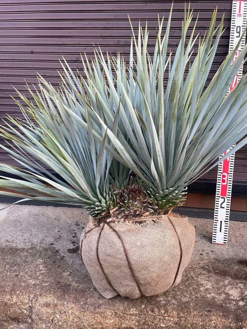 早いもの勝ち　ユッカ　ロストラータ　4本立ち　あ