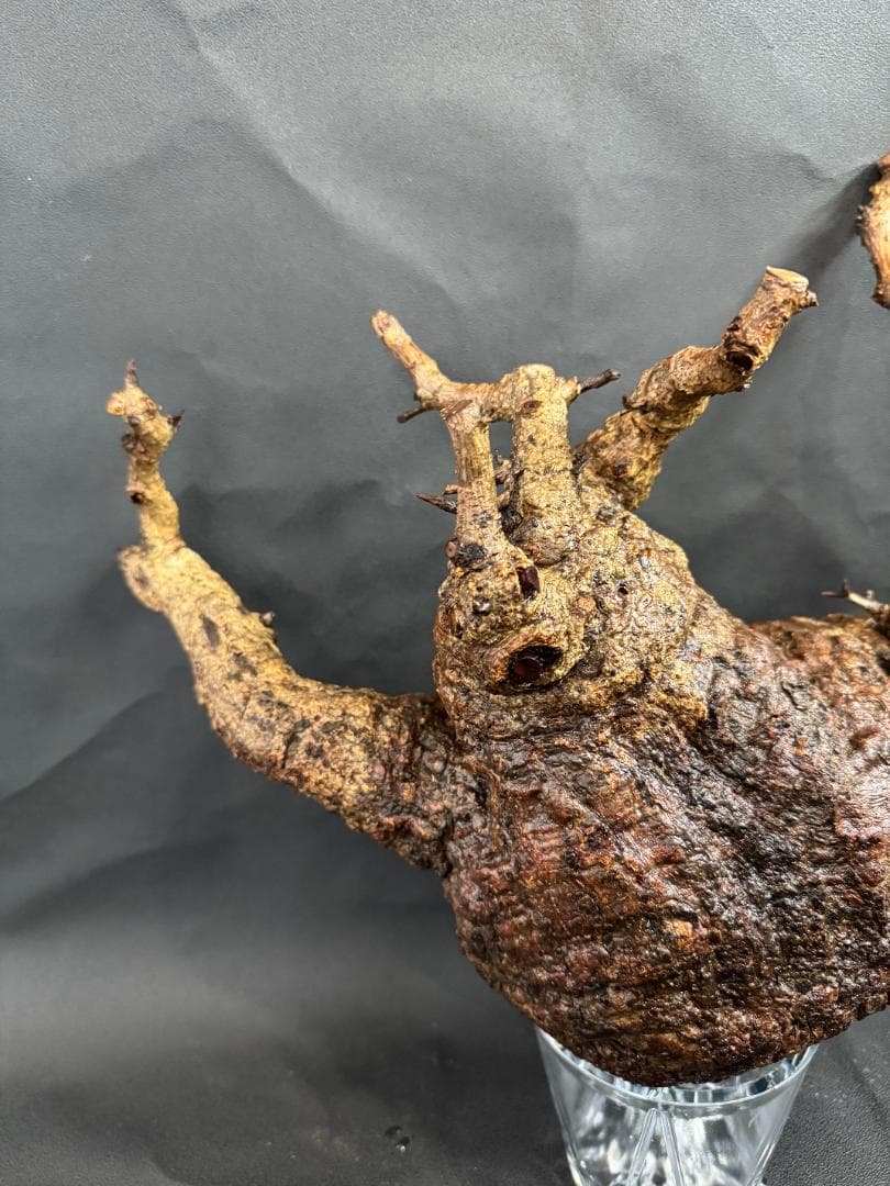 オペルクリカリアパキプス　ベアルート