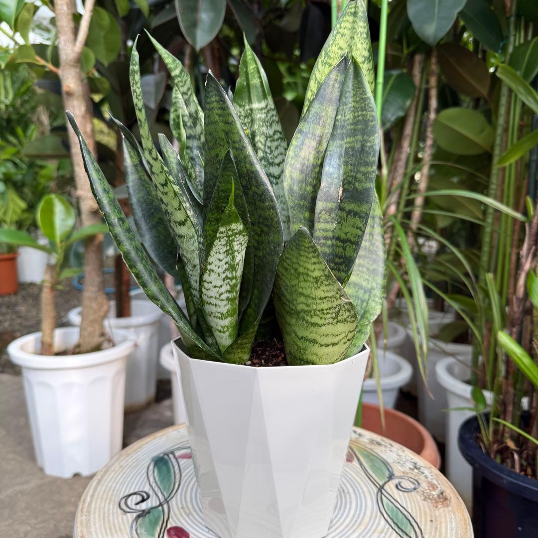 こーた ゼラニカ7号鉢 ゼラニカ5号鉢 2セット