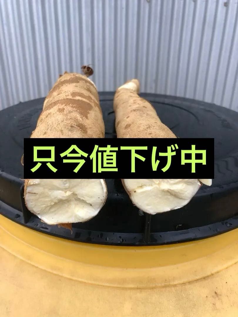 徳之島産キャッサバ薄黄色芋20キロ入り