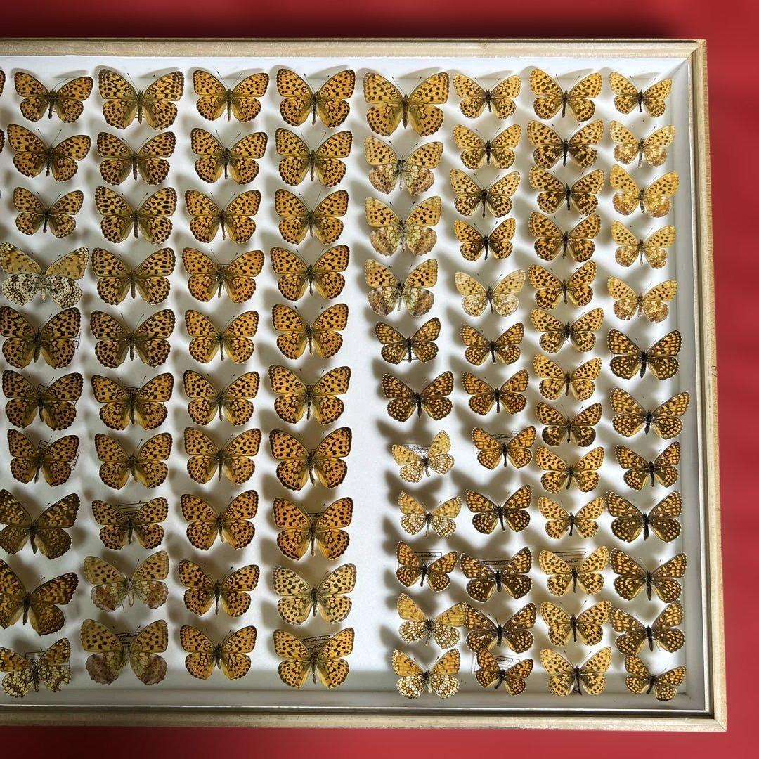 希少蝶標本ドイツガラス木箱現状品のみ41x50x6cm