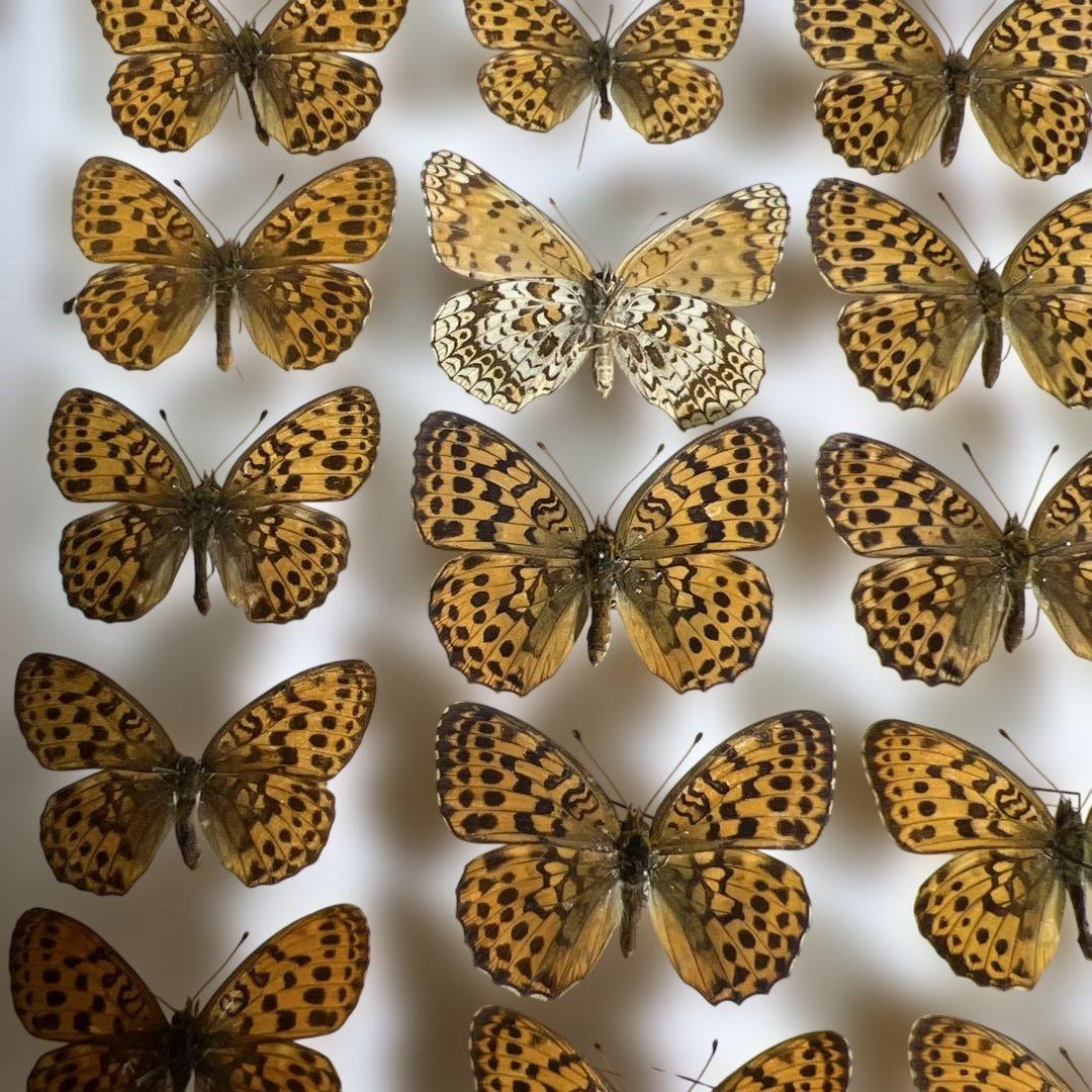 希少蝶標本ドイツガラス木箱現状品のみ41x50x6cm