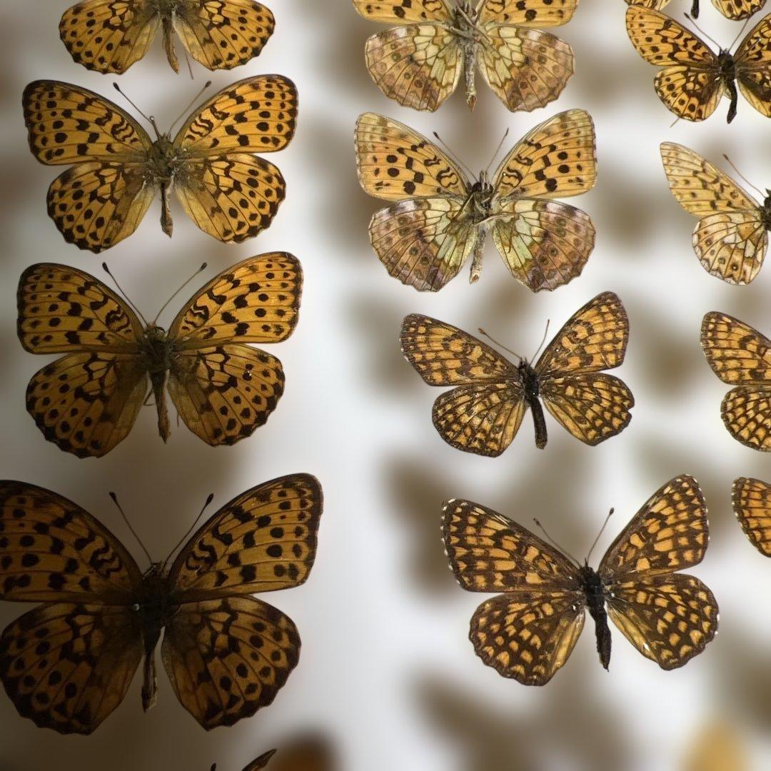 希少蝶標本ドイツガラス木箱現状品のみ41x50x6cm